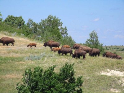 Part of a small herd on the move