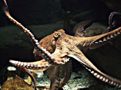 Octopus Milwaukee County Zoo