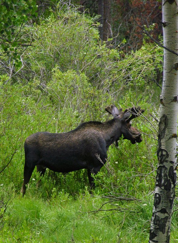 Rocky Mountain Park Moose