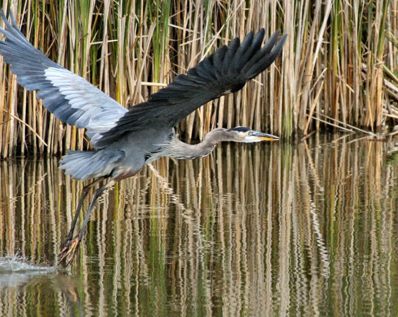 GBH 1resizedCropped.jpg