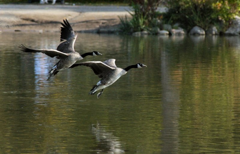 IMGP9395 res cropped.jpg