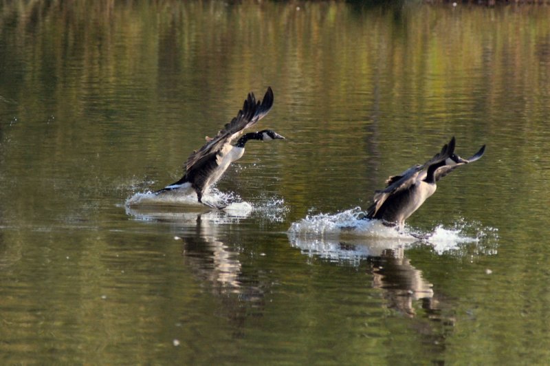 IMGP9399 res & cropped.jpg