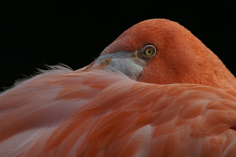 Rode flamingo