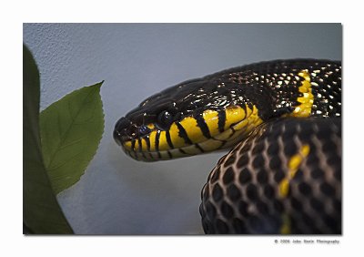 Snake Baby Snake