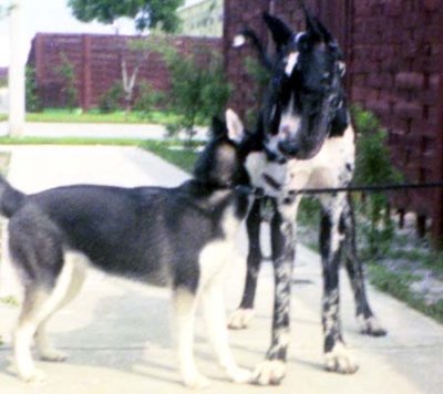 1975 - Sitka, our young Siberian Husky, meets a neighbor's Great Dane