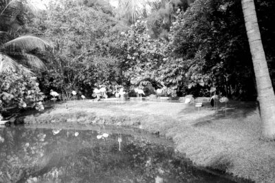 1963 - Flamingos at the Miami Springs Villas
