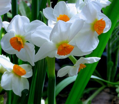 One daffodil-Five flowers