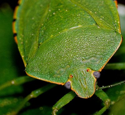 Green Stink Bug
