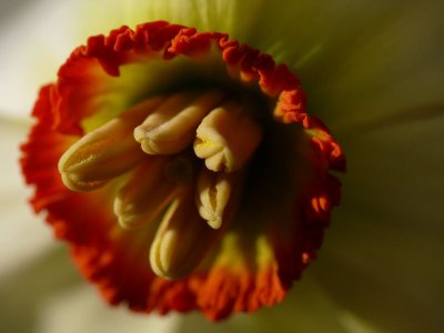 Daffodil macro