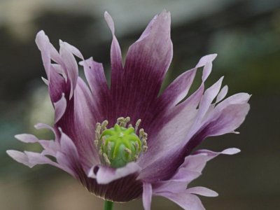 Purple Heirloom Poppy