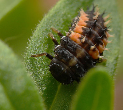 Ladybug Larvae