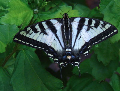 Backyard Beauty