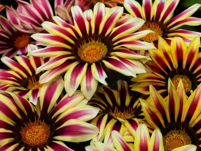 Gazania Bouquet