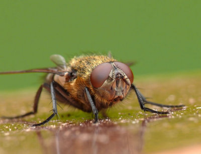 Fly