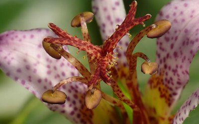 Toad Lily