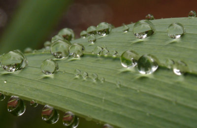 Water Drops