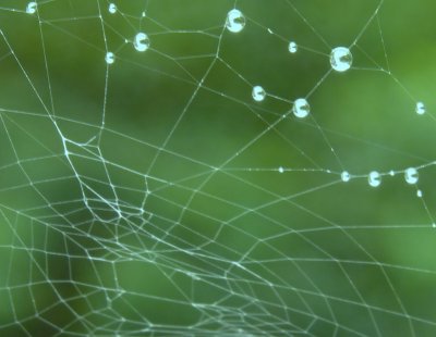 Web In The Rain