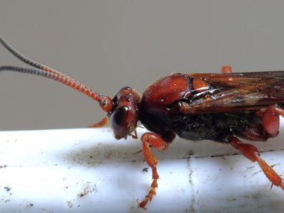 Termite