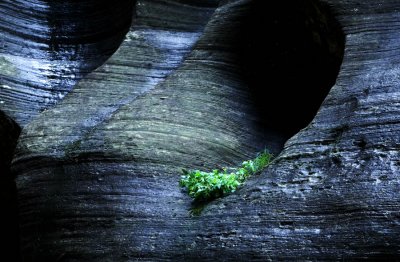 Resilient life