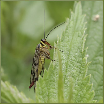 MECOPTERAE (panorpes)