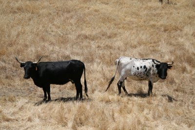 california_cows