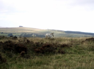 Dartmoor -6