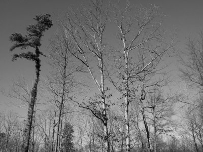 Backyard B&W