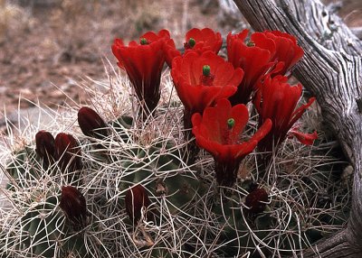 Southwestern Flora