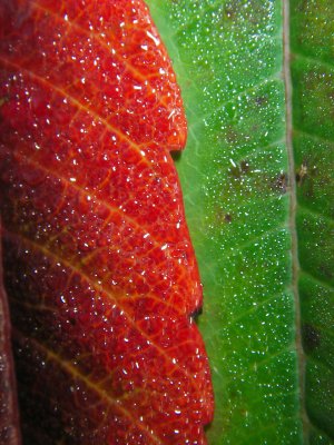 Sumac Leaves #5