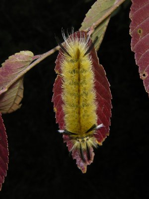 Caterpiller on Leaf