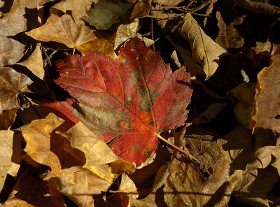 Maple Leaf #2