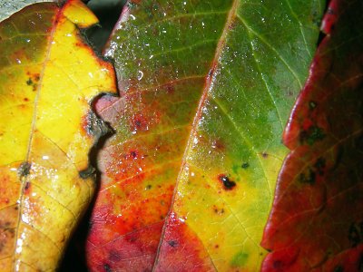 Sumac Leaves #1