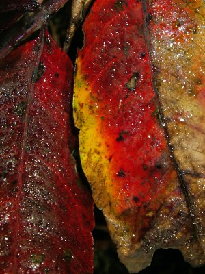 Sumac Leaves #3