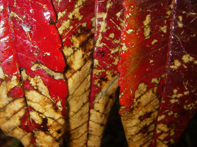 Sumac Leaves #4