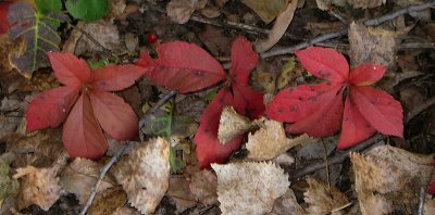 Red Leaves #1