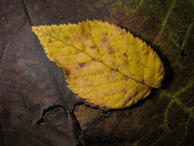 Leaf on Leaf