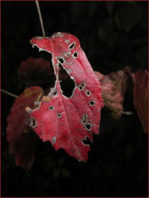 Weathered Leaf