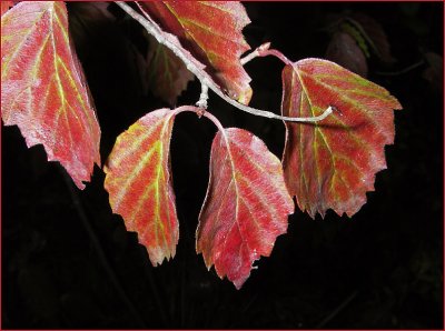 Red Leaves #2