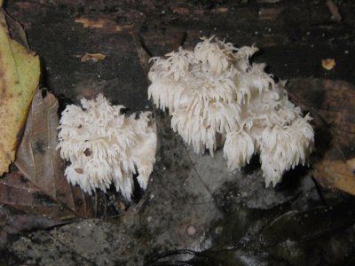 Mushrooms