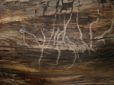 Insect Tracks
