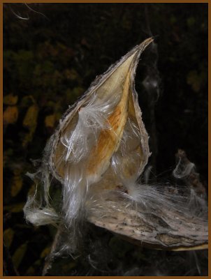 Milkweed Pod