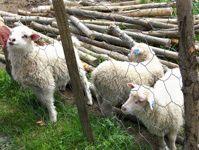 A Ulvik lambs   748