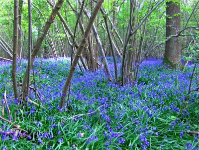 SPITHANDLE LANE WOODS