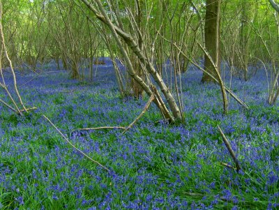 SPITHANDLE LANE WOODS . 1