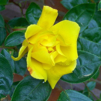 YELLOW CLIMBER ROSE