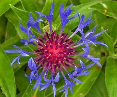 A CORNFLOWER MACRO    936