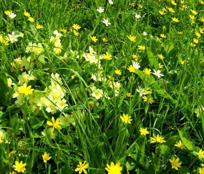 PRIMROSES BY ROADSIDE