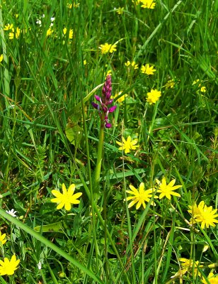 A WILD MARSH ORCHID   573