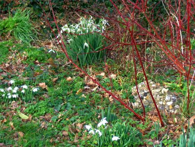 ROADSIDE SNOWDROPS