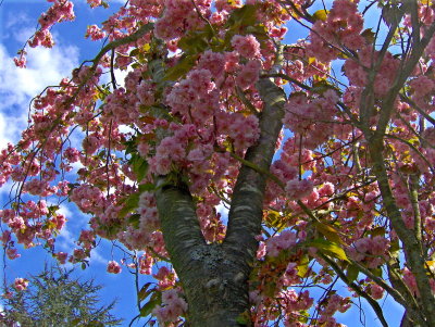 FLOWERING CHERRY TREE